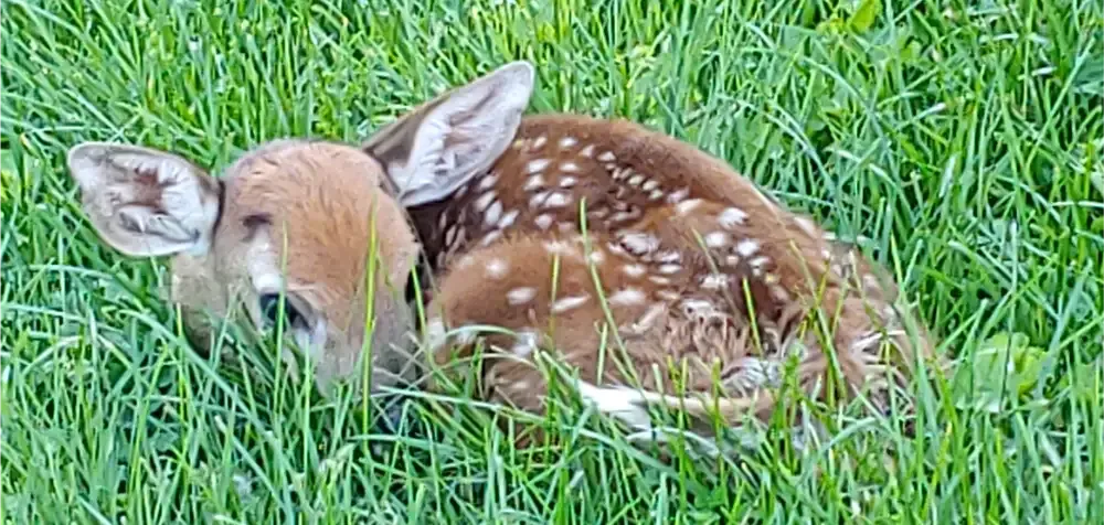A fawn with white spots, lying in a bed of green grass.