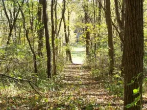 A dirt path leads through a sunlit forest, trees on either side.