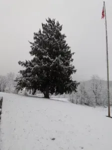 Snowy landscape with a large evergreen tree and a flag pole against a gray sky.