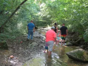 People wading in a shallow creek in a wooded area on a sunny day.