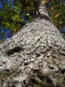 Gray tree trunk reaching up, green and yellow leaves above, blue sky visible.