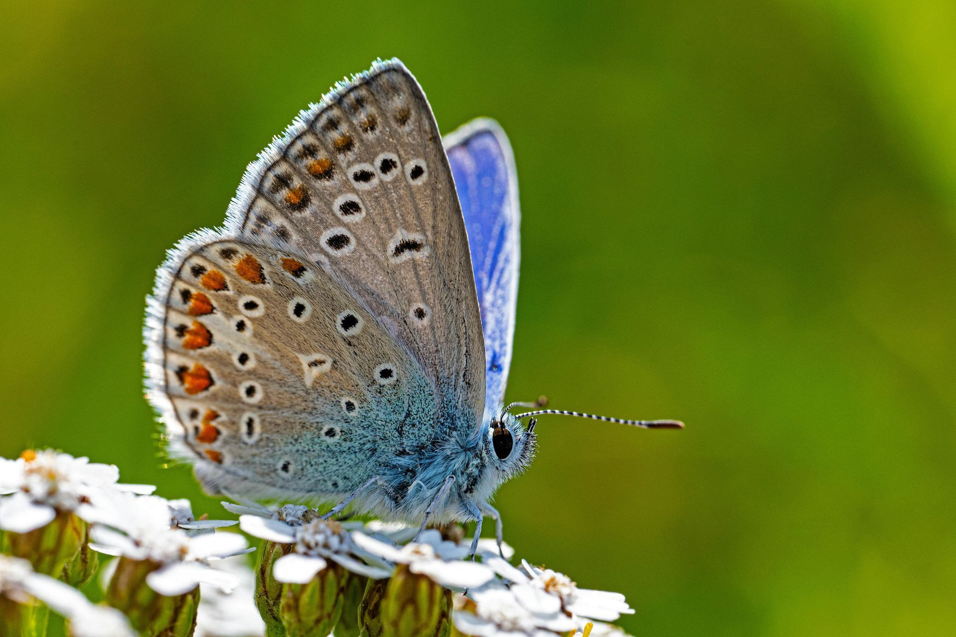 Anja Ebert - Schmetterling