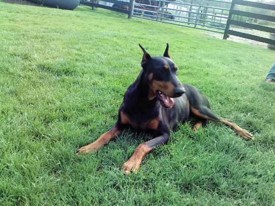 A black and brown dog is laying in the grass.