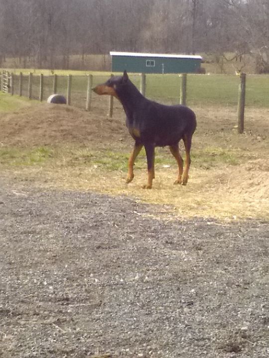 A Doberman dog standing in a dirt field with a green building in the background