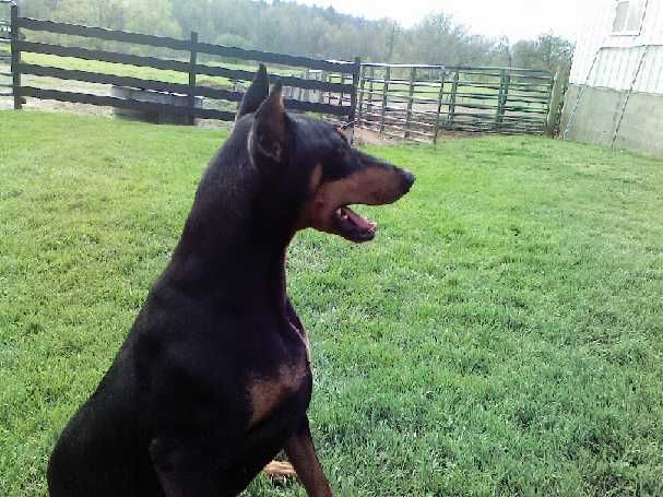 A black dog is sitting in the grass with its mouth open