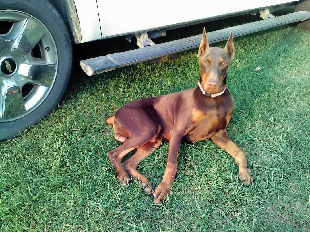 A brown dog is laying in the grass next to a white truck