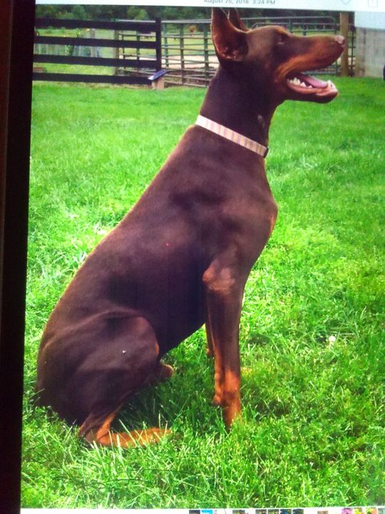A brown dog with a white collar is sitting in the grass