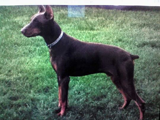 A brown doberman dog is standing in the grass.