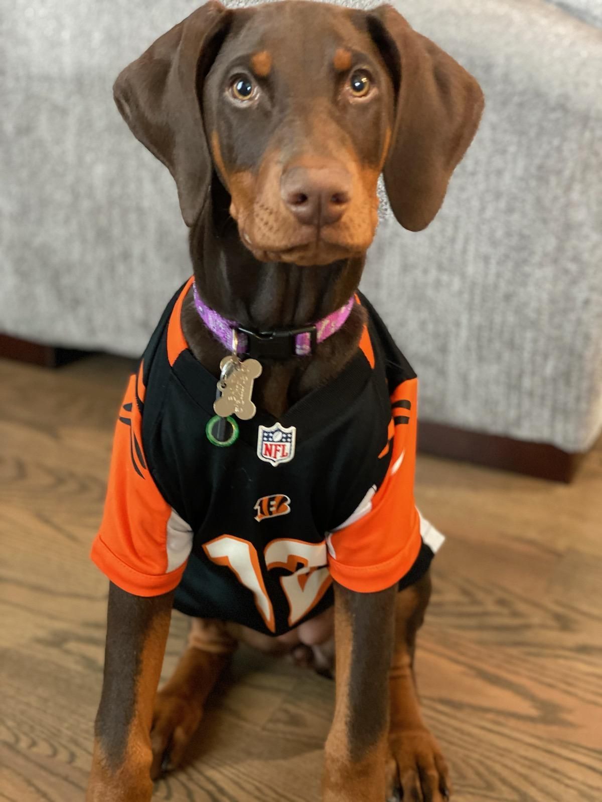 A brown Doberman dog wearing a jersey with the number 17 on it
