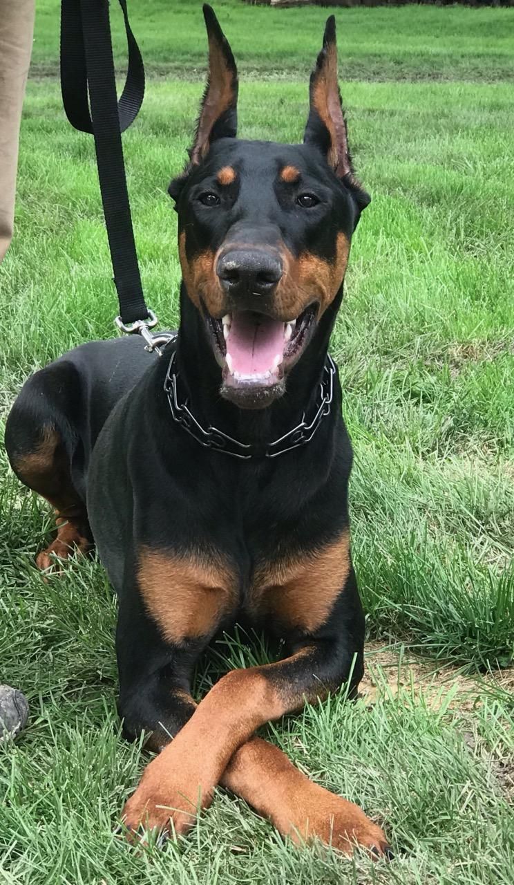 A Doberman dog is laying in the grass with its mouth open.