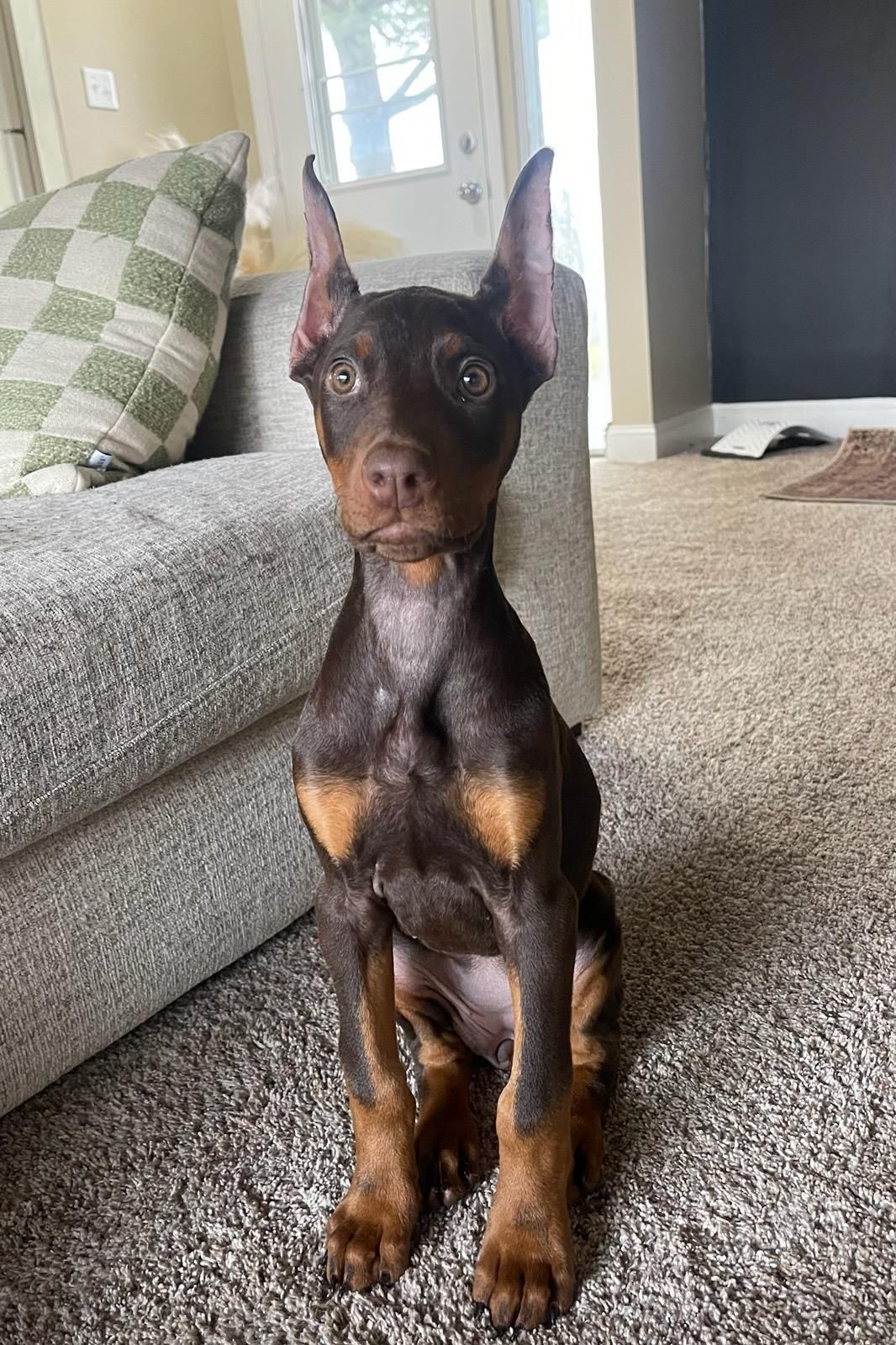 A Doberman puppy is sitting on the floor next to a couch in a living room.