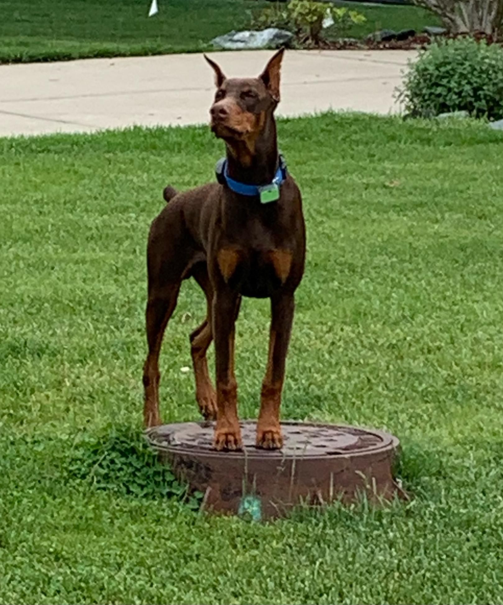 A brown Doberman dog is standing on top of a manhole cover in the grass.