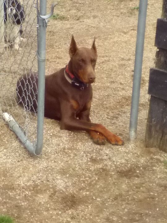 A brown dog is laying in the dirt next to a chain link fence.