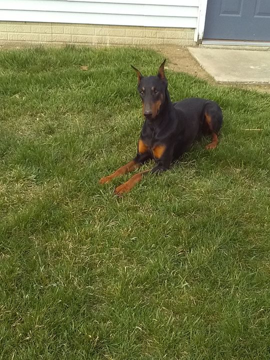 A dog is laying in the grass in front of a house.