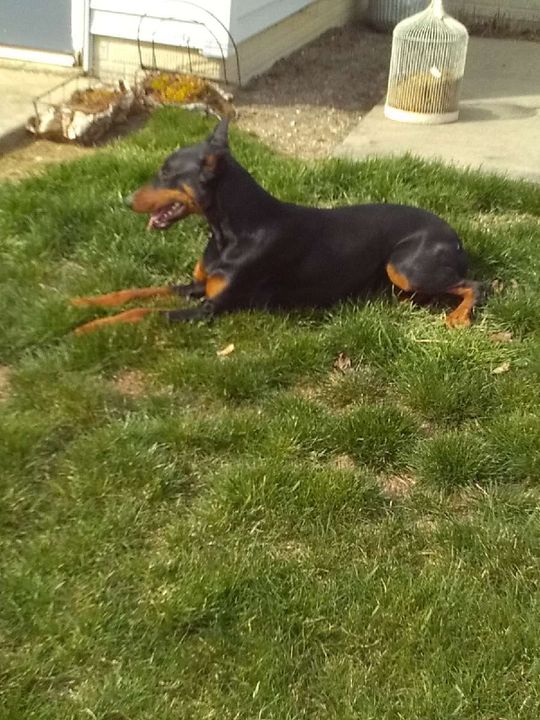 A black and brown dog is laying in the grass.