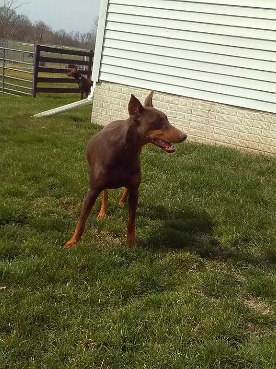 A brown dog is standing in the grass in front of a house.