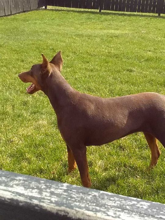 A brown dog is standing in the grass with its mouth open
