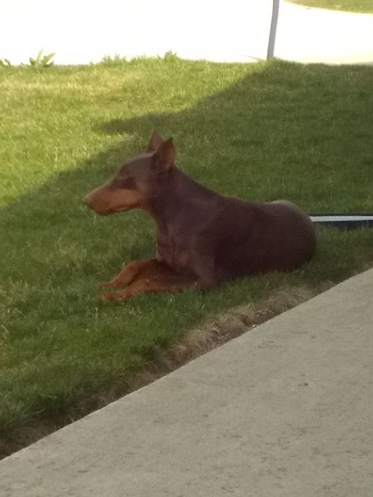 A Doberman brown dog is laying in the grass next to a sidewalk