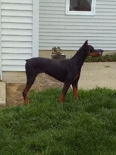 A black and brown dog is standing in the grass in front of a house.