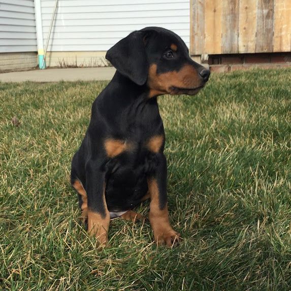 A black and brown Doberman Pinscher puppy is sitting in the grass in front of a house.
