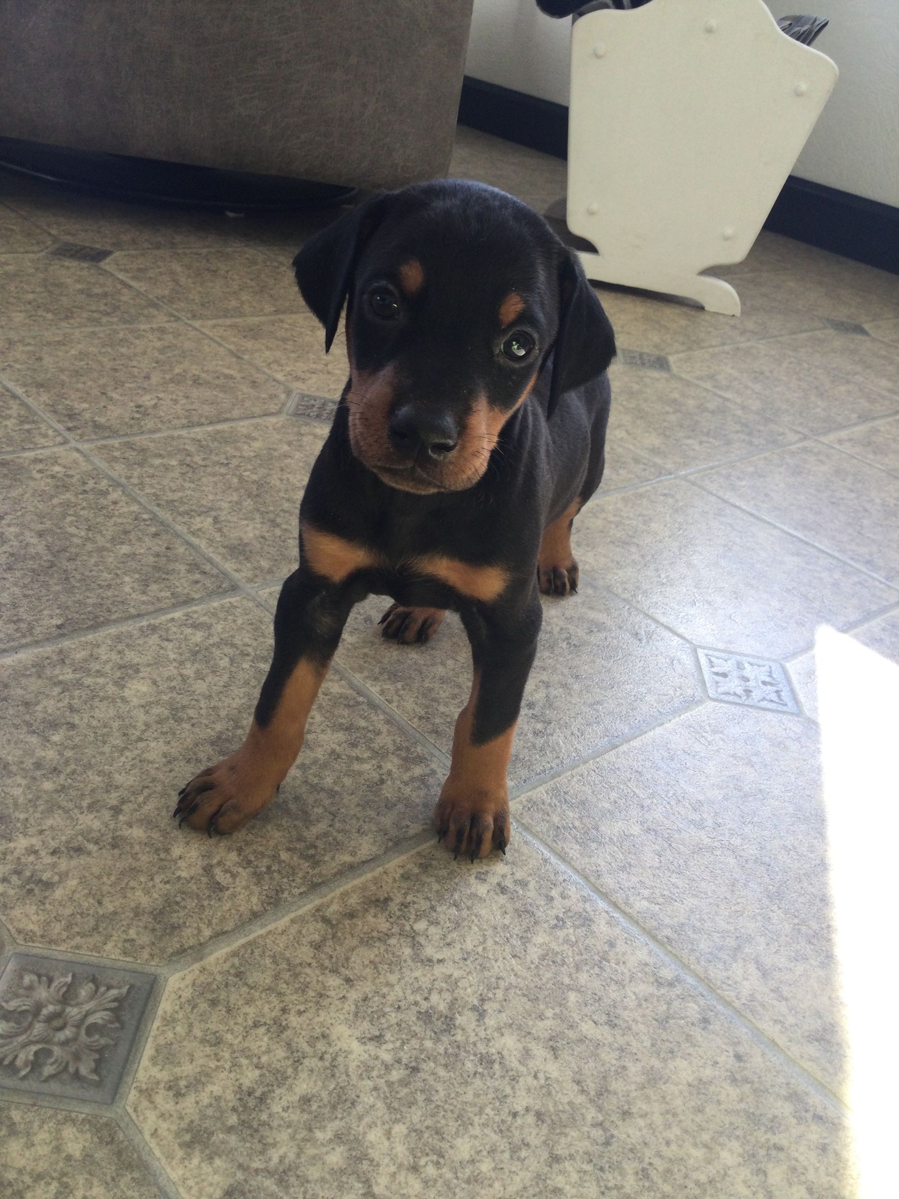 A black and brown Doberman puppy is standing on a tiled floor.