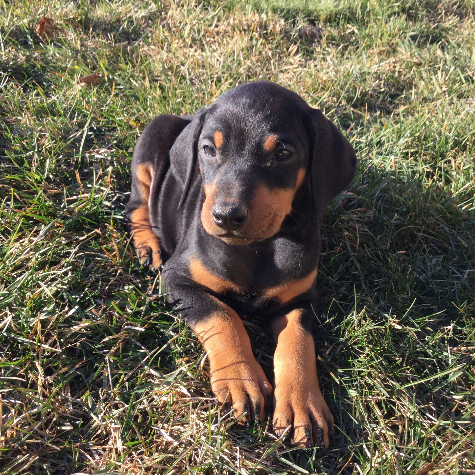 A black and brown Doberman puppy is laying in the grass.