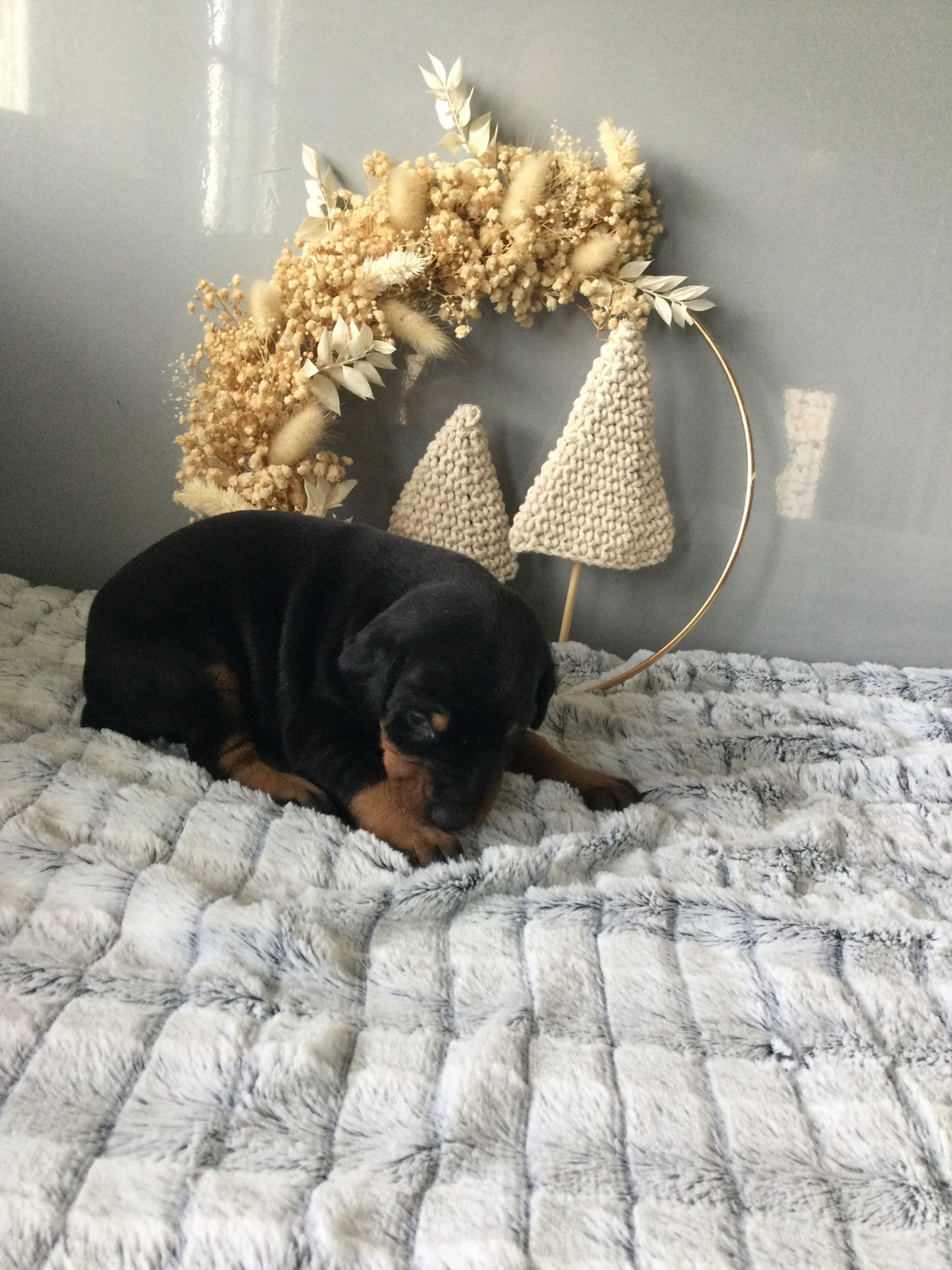 A black Doberman puppy is laying on a bed next to a wreath.