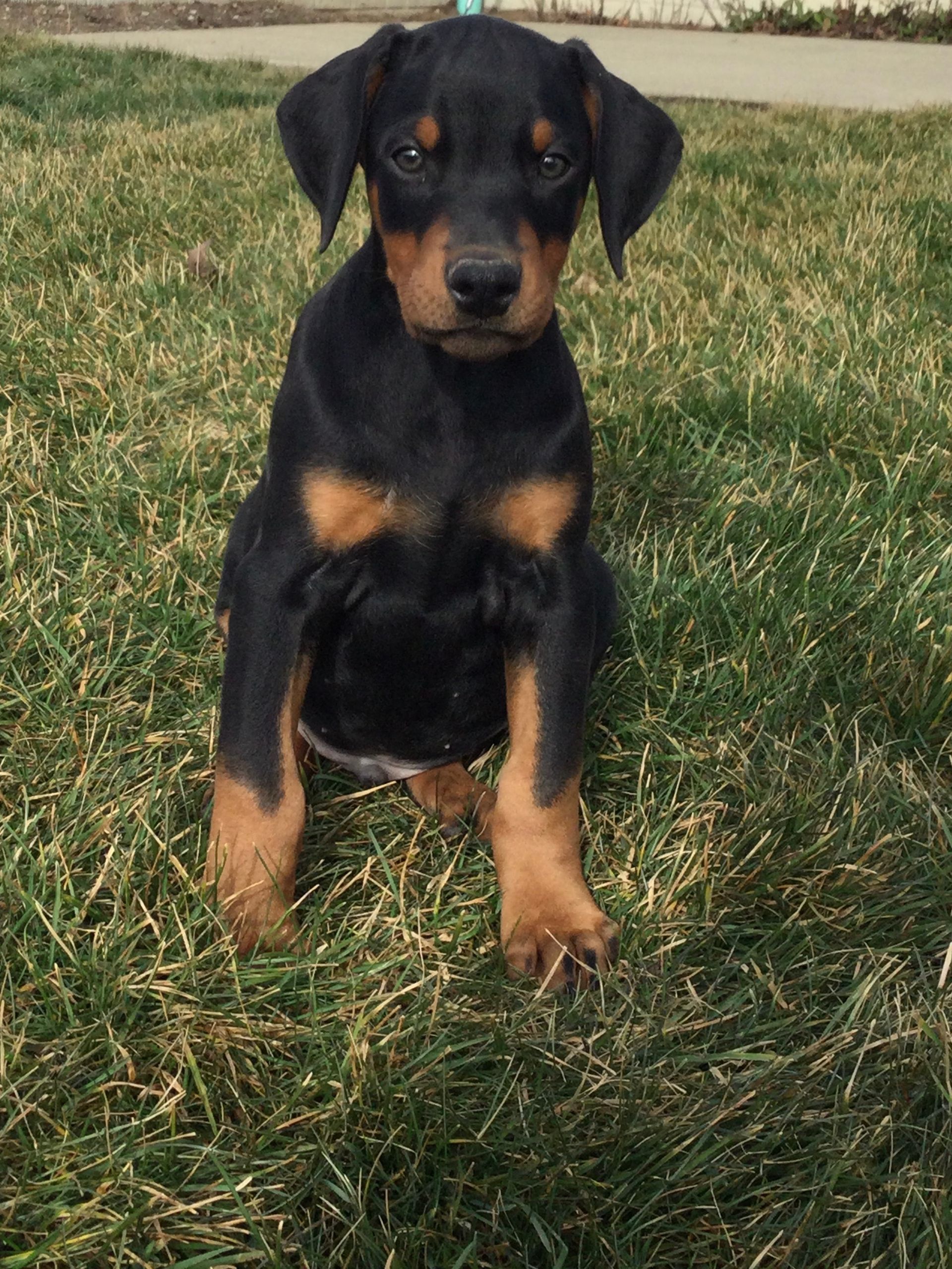 A black and brown Doberman Pinscher puppy is sitting in the grass