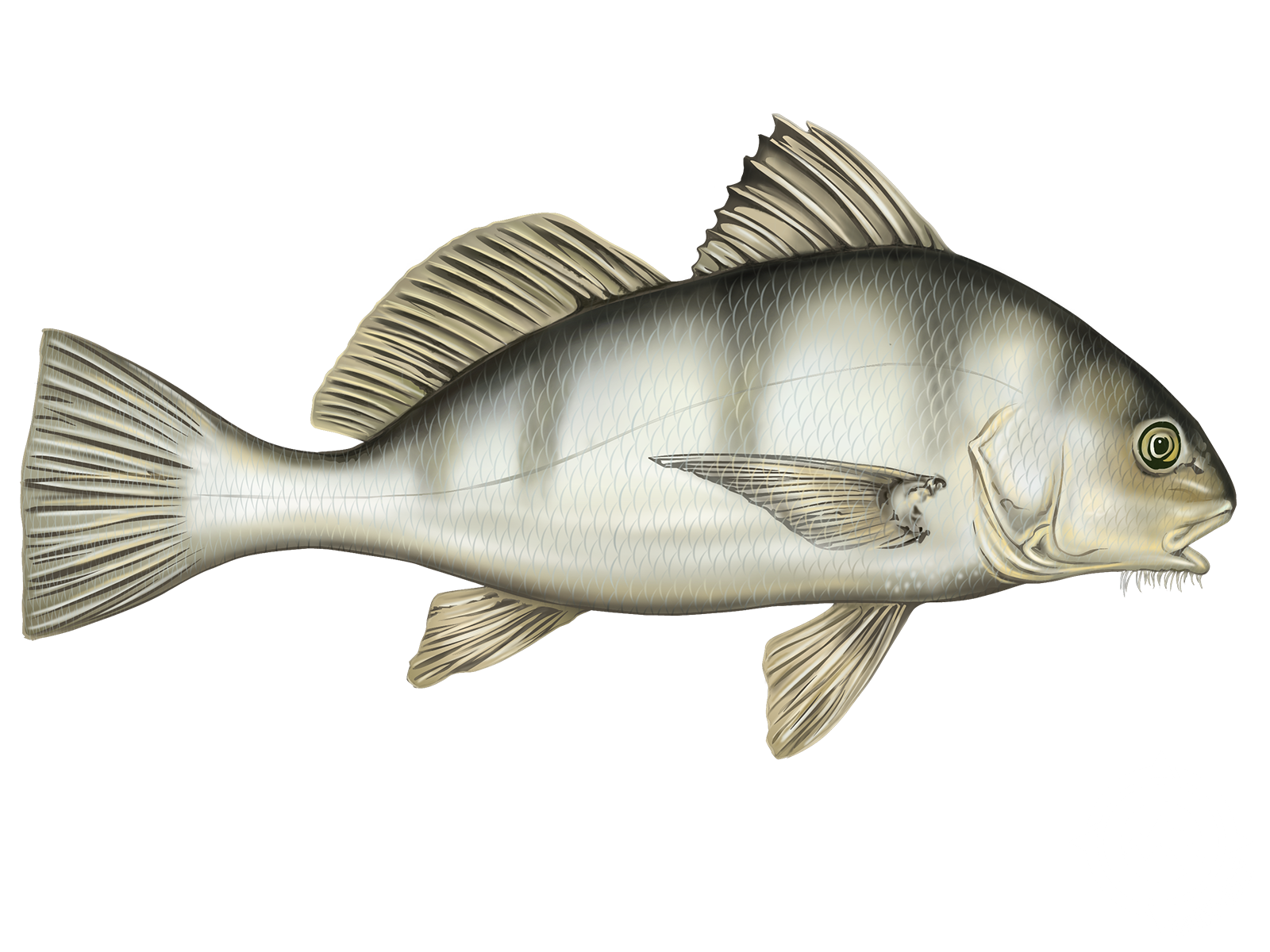 A drawing of a fish on a white background