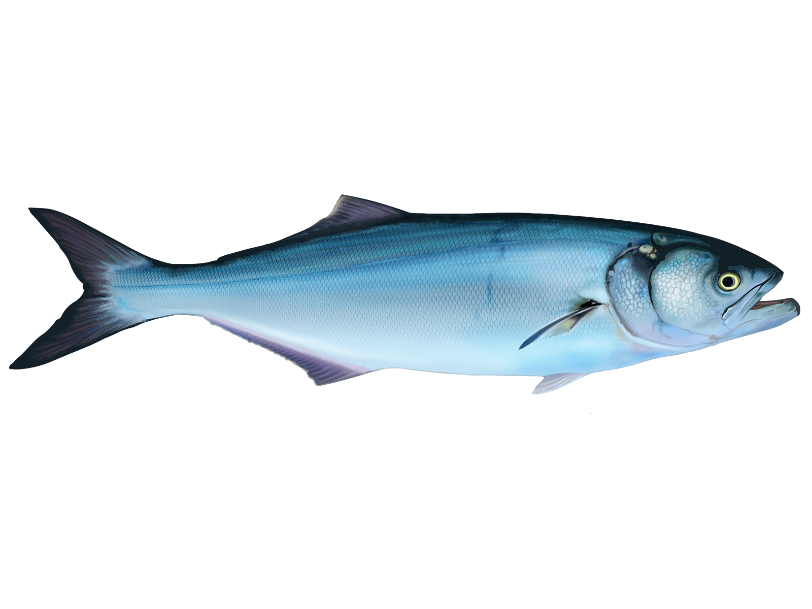 A blue fish is swimming on a white background.