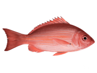A close up of a red fish on a white background