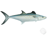 A fish with a long tail is swimming on a white background.