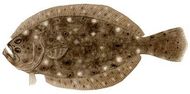 A close up of a fish on a white background.