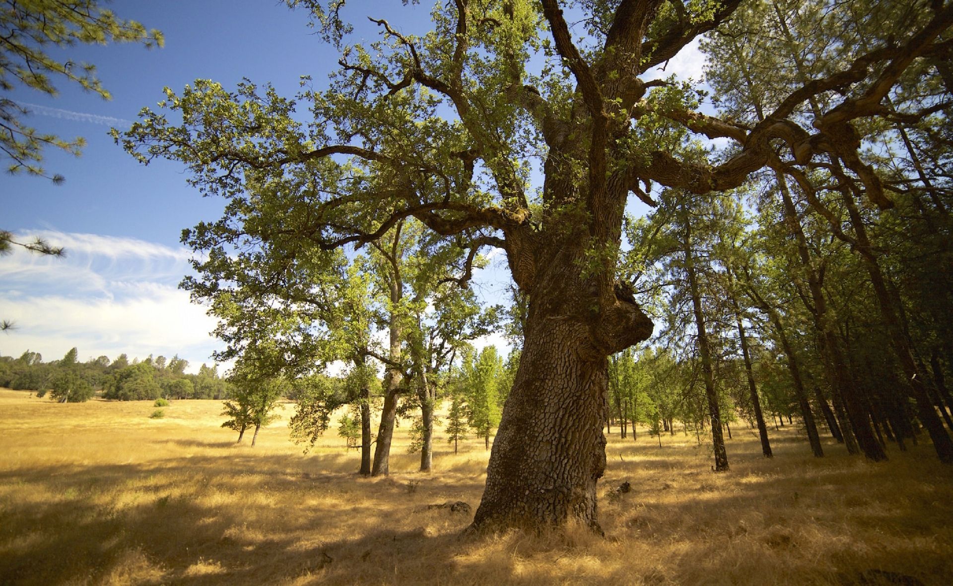 A large tree in the middle of a forest