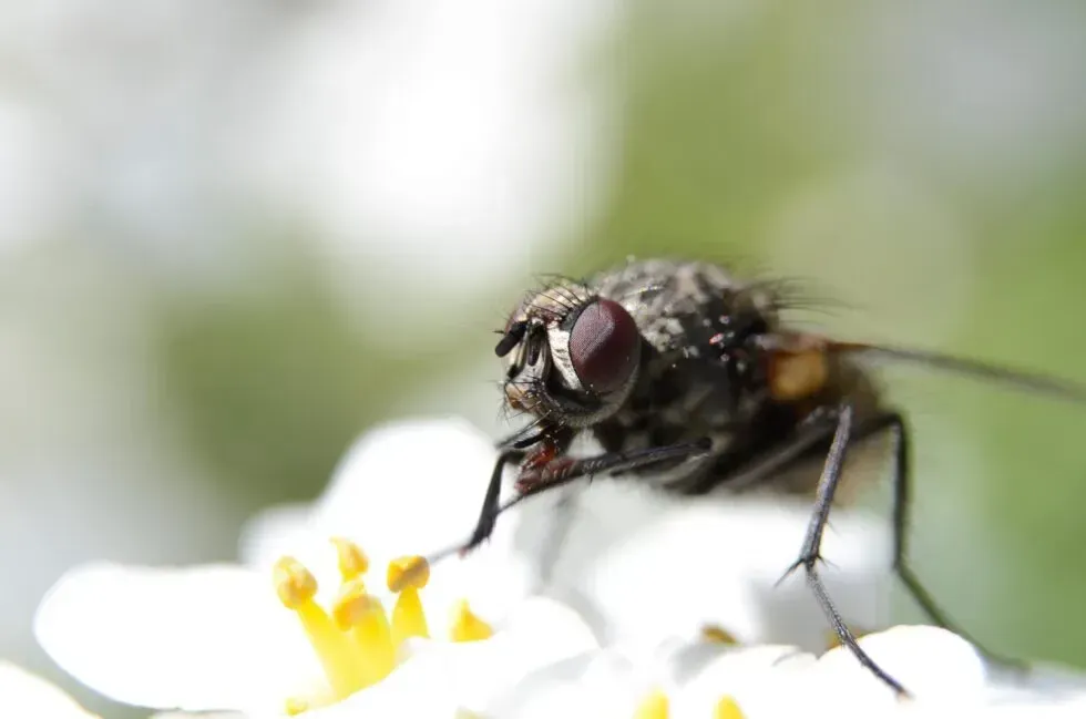 Housefly - Complete Pest Control Services 