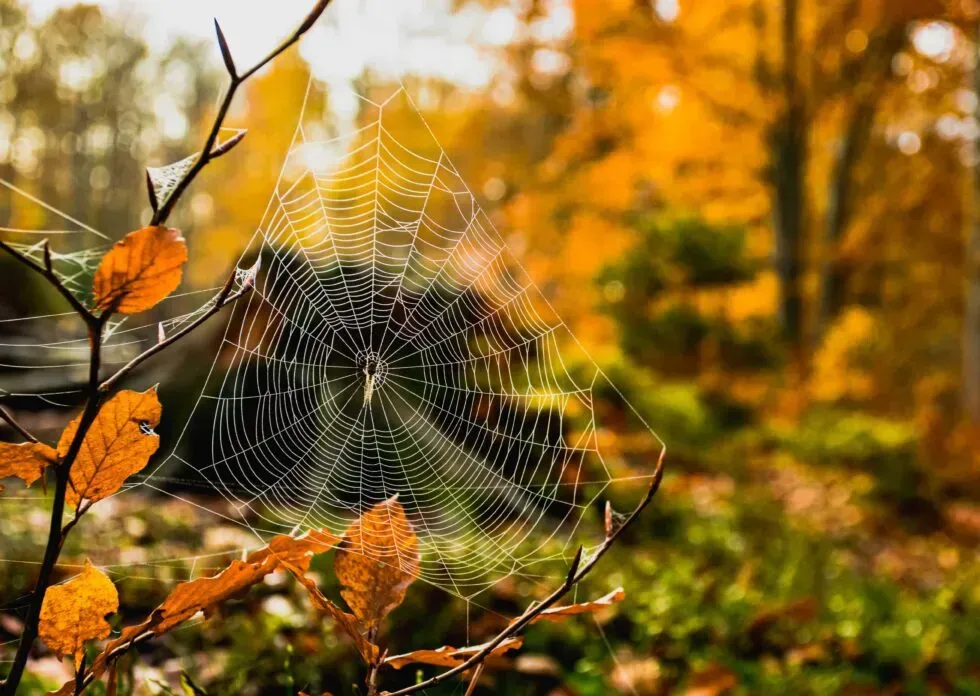 Common Fall Pest Problems - Complete Pest Control Services
