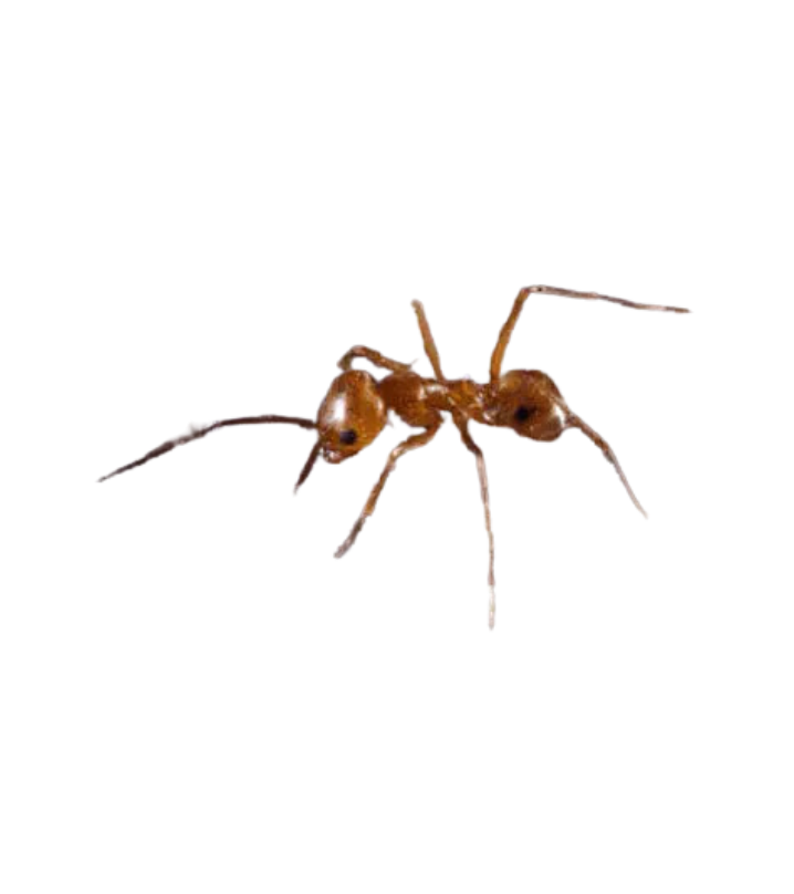 Pyramid Ant - Complete Pest Control Services