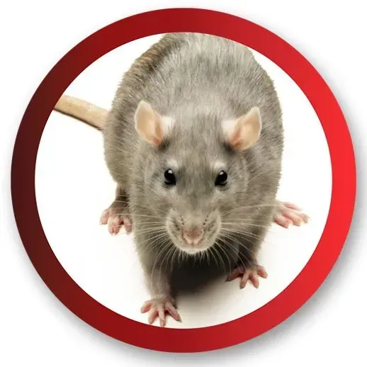 Rodent - Complete Pest Control