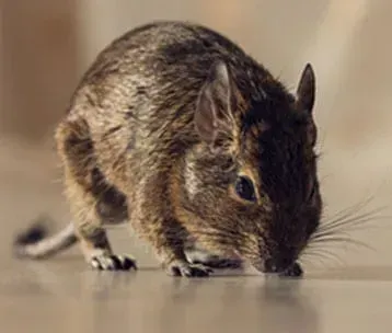 Mouse Pest - Pest Control