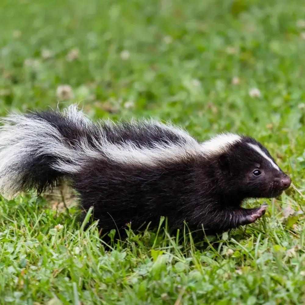Skunks - Complete Pest Control Services