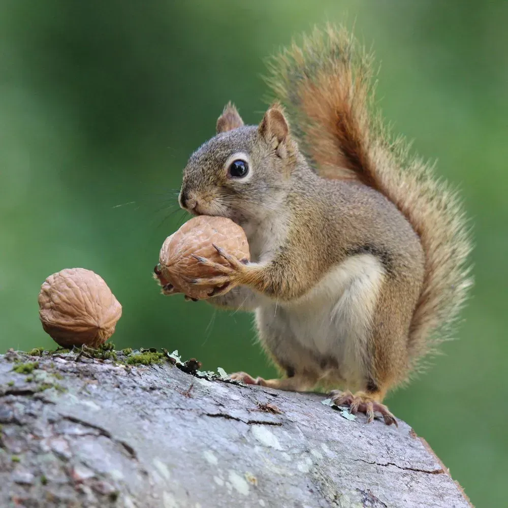 Squirrel - Complete Pest Control Services