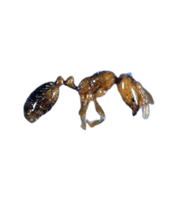 Thief Ant - Complete Pest Control Services