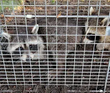 Raccoons pests - Pest Control