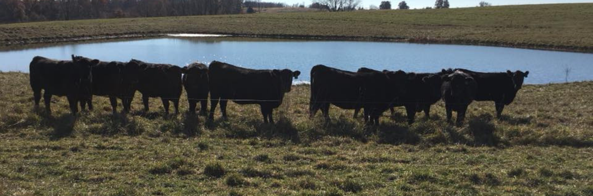 Black cattle grazing beside a pond in a grassy field under a clear sky