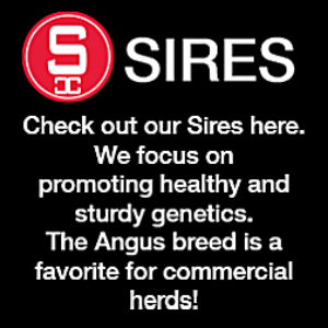 SIRES logo with text promoting healthy, sturdy Angus genetics for commercial herds