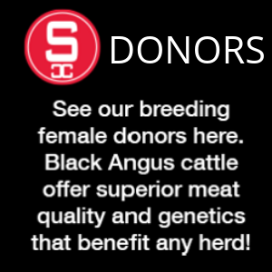 SC Donors logo with text about breeding female Black Angus cattle and superior meat quality