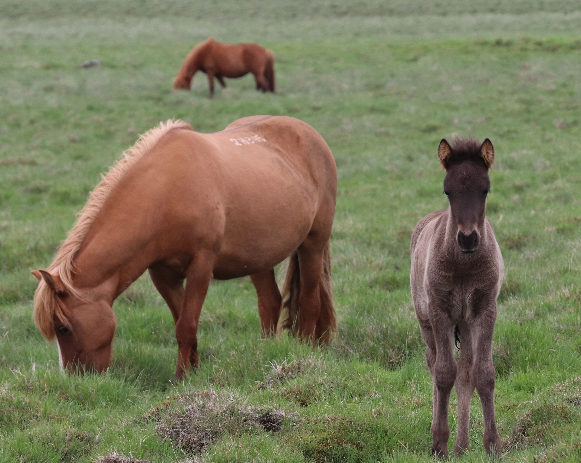 Two women are examining a brown horse with a stethoscope.