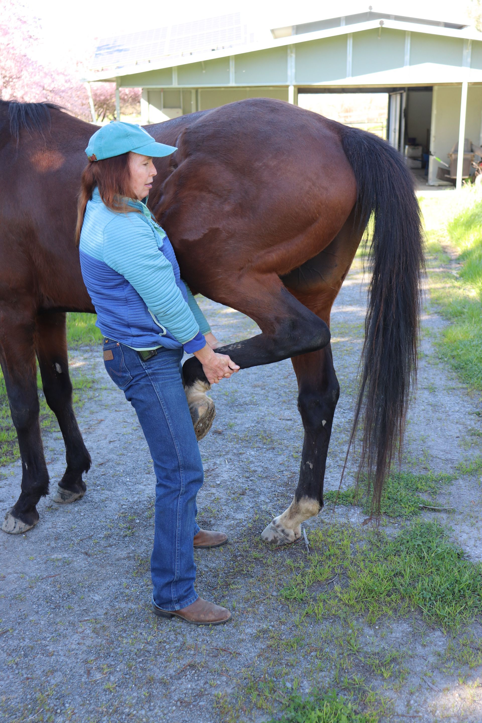 A person is holding the leg of a brown horse.
