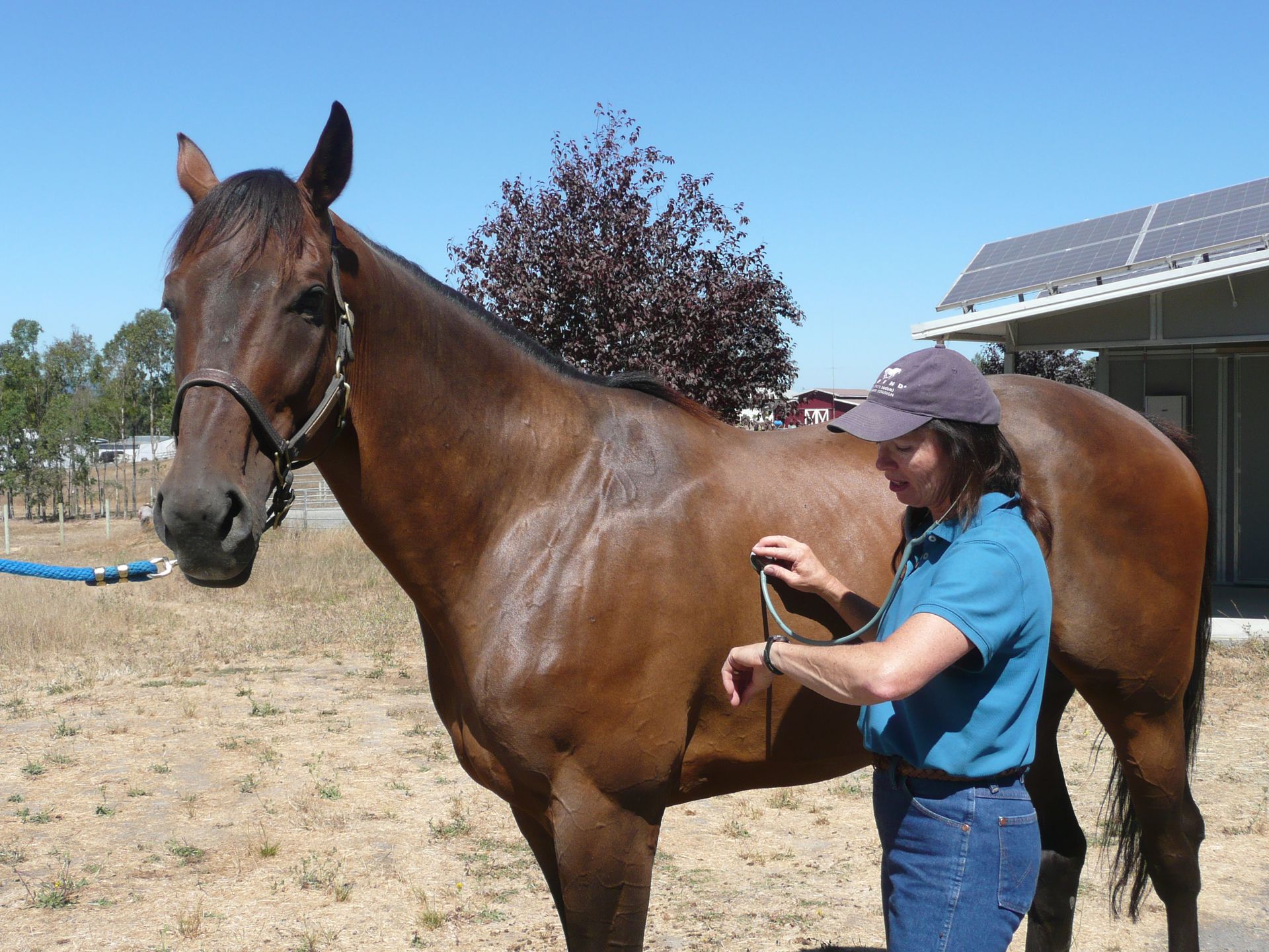 A woman is listening to a horse 's heartbeat with a stethoscope.