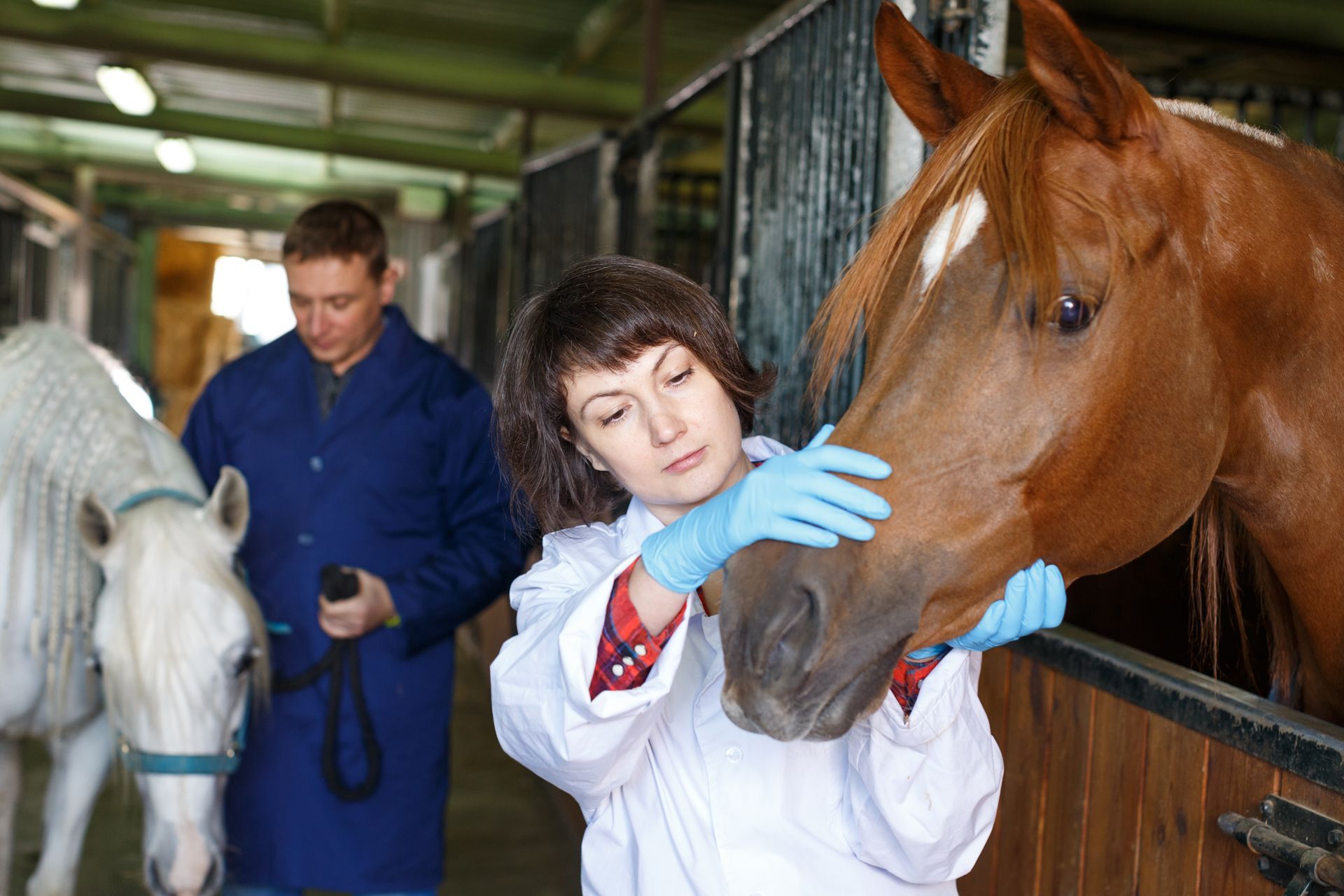 A woman in a lab coat is petting a horse in a stable.